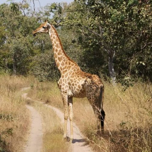 Fathala game reserve